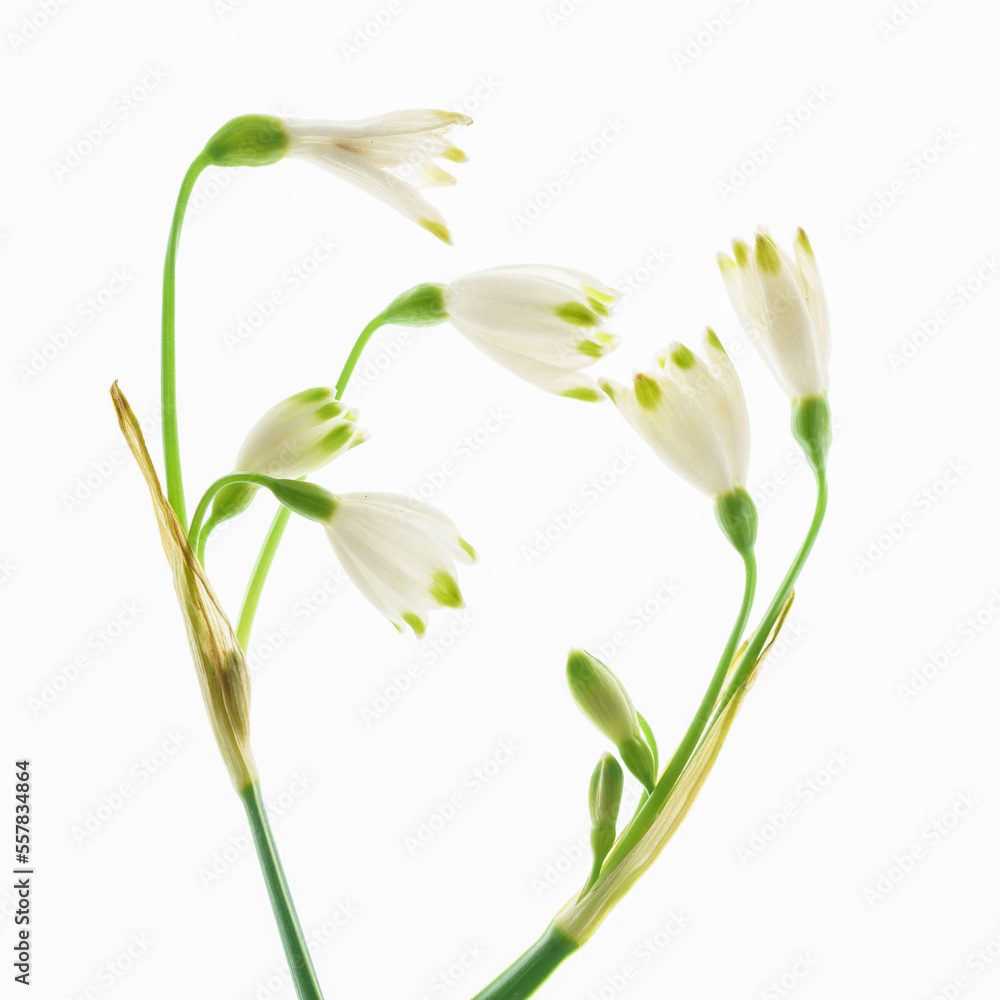 snowdrop flowers on the white snowdrop flowers on the white