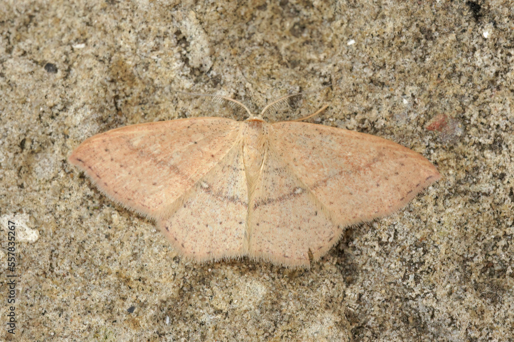 Closeup on the yellow colored Clay triple-lines geometer moth, Cyclophora linearia, with spread wings Closeup on the yellow colored Clay triple-lines geometer moth, Cyclophora linearia, with spread wings