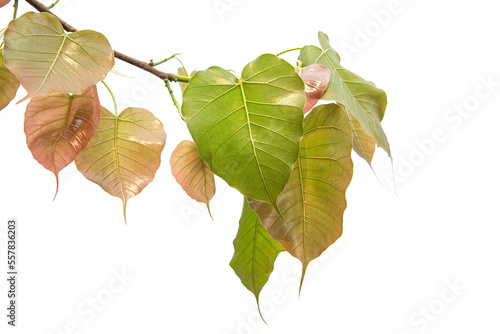 Bodhi or Peepal Leaf from the Bodhi tree, Sacred Tree for Hindus and Buddhist.On white background,Used for graphics or advertising work.