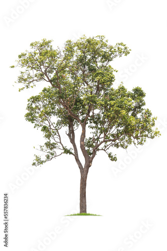 isolated big tree on White Background. tropical trees isolated used for design, advertising and architecture