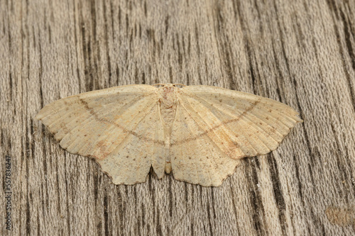 Closeup on the maiden's blush geometer moth, Cyclophora punctaria, sitting with spread wings