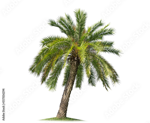 isolated big palm tree on White Background.Large palm trees database Botanical garden organization elements of Asian nature in Thailand, © Gan