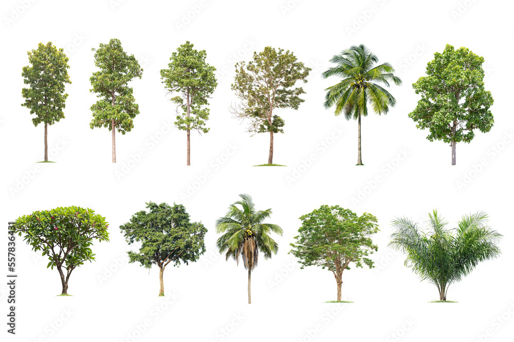 Fototapeta premium isolated big tree on White Background. The collection of trees. tropical trees isolated used for design, advertising and architecture