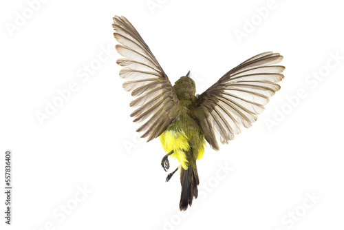 Olive-backed sunbird who are spreading their wings Yellow-bellied sunbird; isolate on White Background