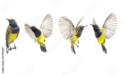 Beautiful flying Bird (Olive-backed Sunbird) isolate on White Background. The Collection flying Bird ,High-resolution bird images