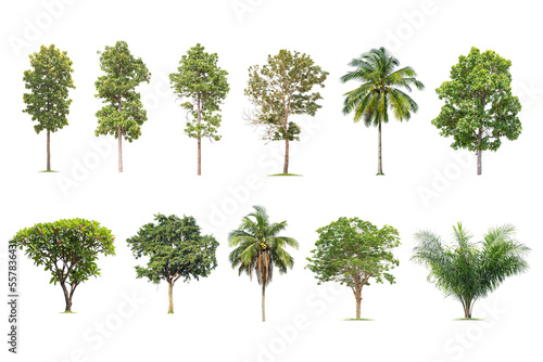 isolated big tree on White Background. The collection of trees. tropical trees isolated used for design, advertising and architecture