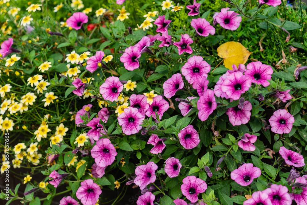 Fototapeta premium nice flowers in the container