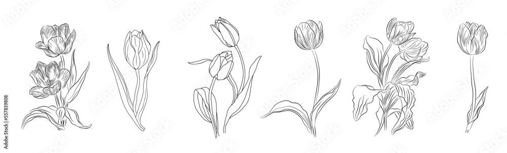 Tulip March Birth month flower set. Botanical Line art vector ...