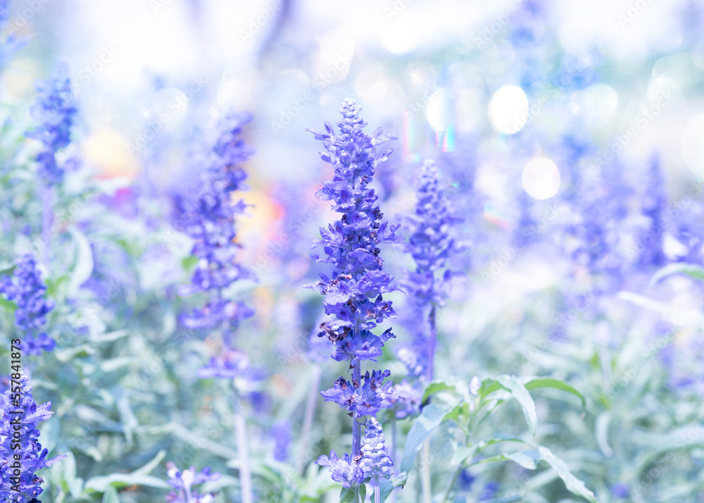 Obraz premium purple bubble on lavender field background