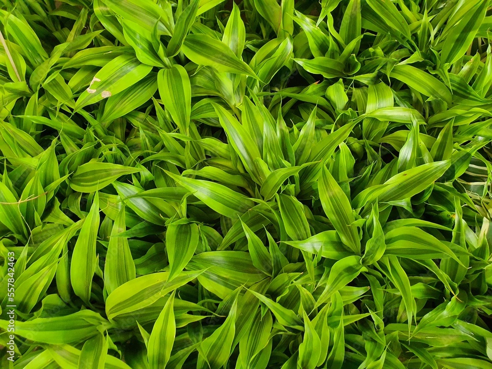 Fototapeta premium Dracaena fragrans is an air-purifying shrub with long leaves with a green longitudinal pattern. and yellow is popularly planted as an ornamental plant, believed to bring good luck and ascendancy