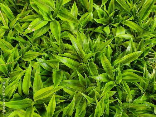 Dracaena fragrans is an air-purifying shrub with long leaves with a green longitudinal pattern. and yellow is popularly planted as an ornamental plant, believed to bring good luck and ascendancy