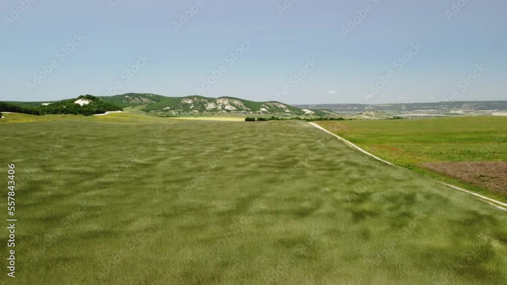 Aerial view on green wheat field in countryside. Field of wheat blowing in the wind like green sea. Young and green Spikelets. Ears of barley crop in nature. Agronomy, industry and food production.