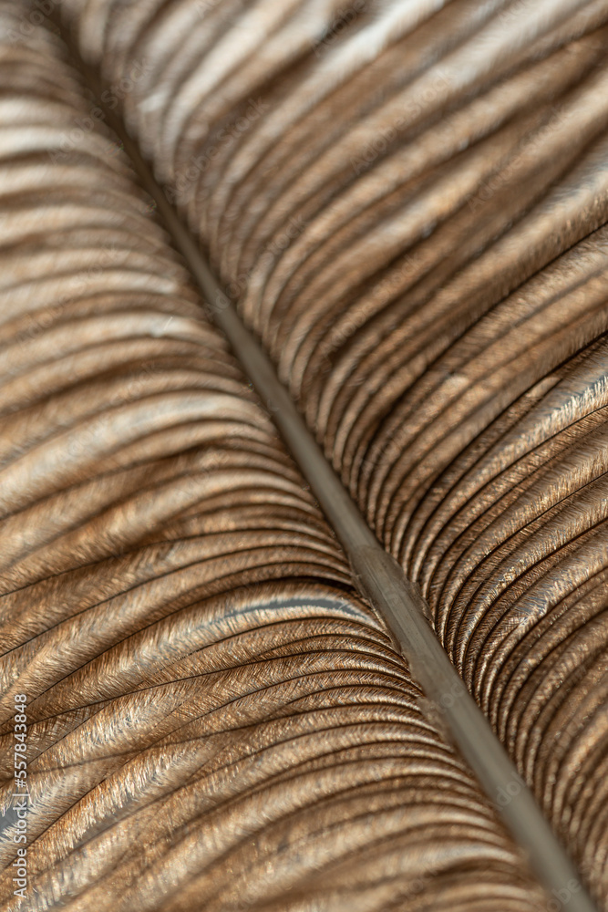 Close-up of an ostrich feather, showing details of the feather. Macro shot Close-up of an ostrich feather, showing details of the feather. Macro shot