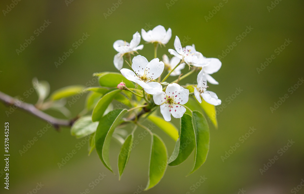 Flowers on the branches of a pear tree in spring. Flowers on the branches of a pear tree in spring.