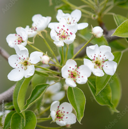 Flowers on the branches of a pear tree in spring.
