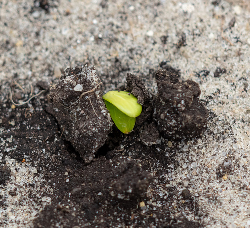 The sprout breaks through the soil in spring. Nature