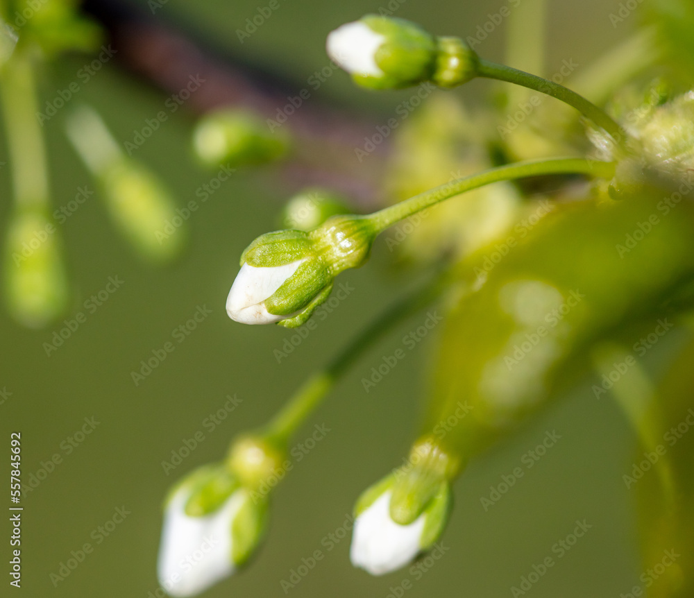 Flowers on branches of cherry in spring. Flowers on branches of cherry in spring.