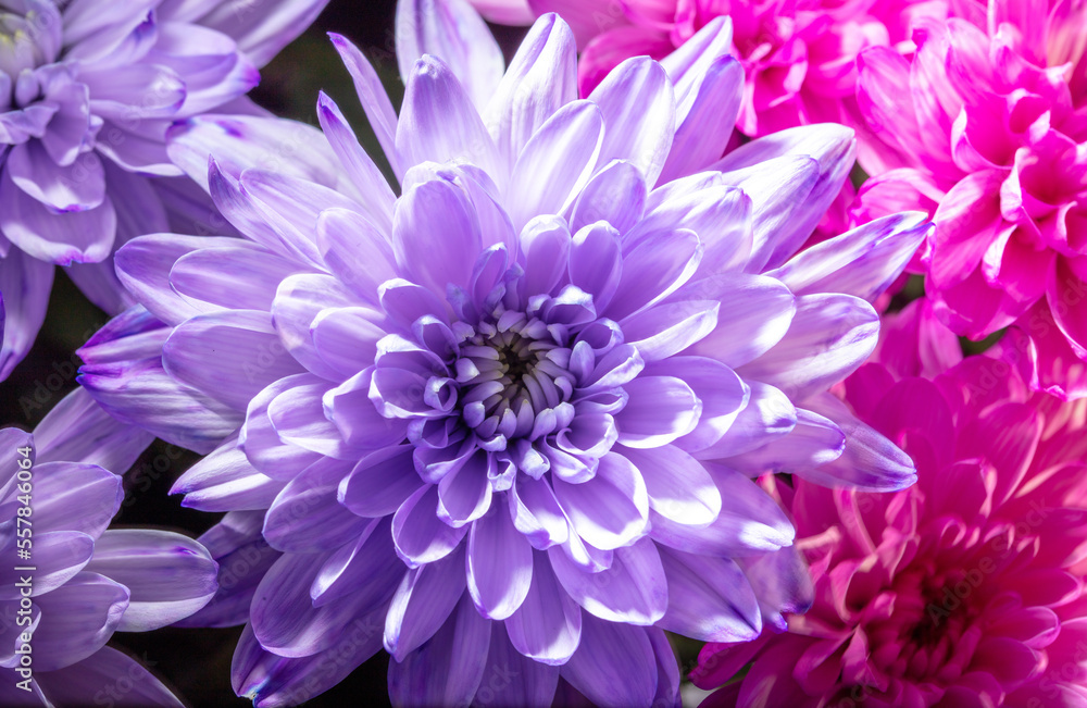 Petals of blue chrysanthemum flowers as background. Petals of blue chrysanthemum flowers as background.