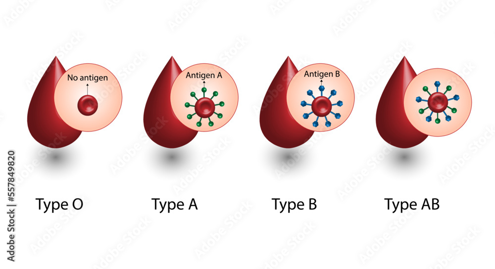 ABO Blood groups. four blood types, A,B, AB and O groups, made up from