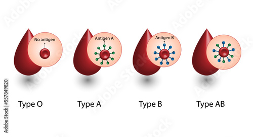 ABO Blood groups. four blood types, A,B, AB and O groups, made up from combinations of the type A and type B antigens. Blood donation. Blood droplets. Vector illustration.