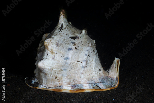 A giant Queen Helmet Conch - gastropod mollusk crawls on the sea floor at night. Sea life of Tulamben, Bali, Indonesia.