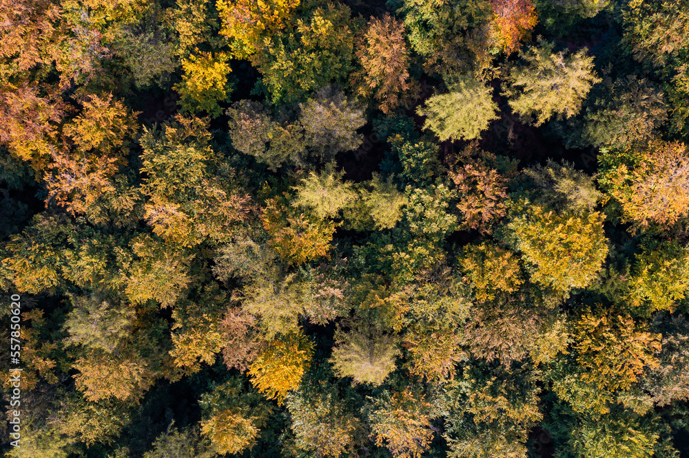 Aerial view of autumn forest inSchurwaldrange Aerial view of autumn forest inSchurwaldrange