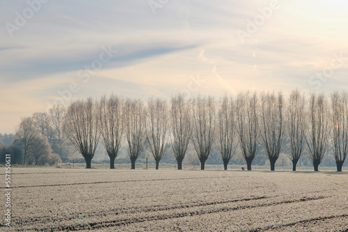 Frosted field with willow tree windbreak in background photo