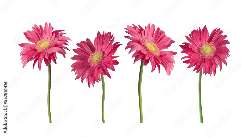Beautiful pink Gerber daisies flowers isolated on transparent background - obrazy, fototapety, plakaty 