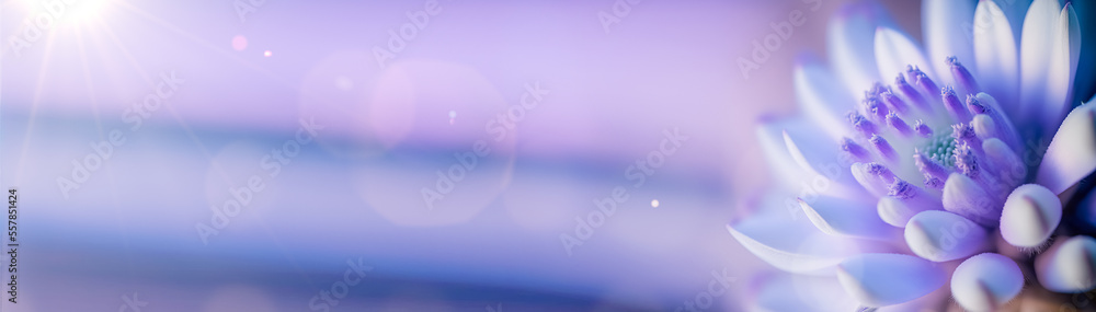 Obraz premium Beautiful banner of flowers. Macro photo of white-purple flower bud close-up on blue background. Texture soft petals. Greeting gift card background . Toned image. Template banner