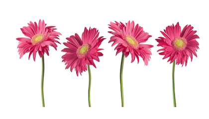 Beautiful pink Gerber daisies flowers isolated on transparent background