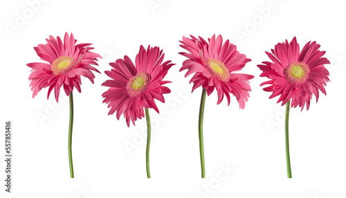 Leinwand Poster Beautiful pink Gerber daisies flowers isolated on transparent background