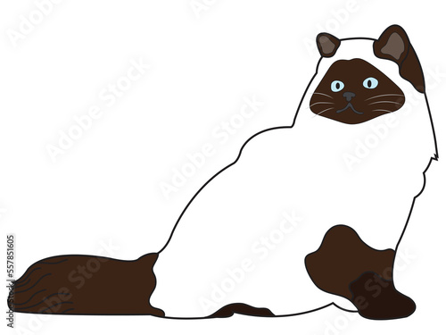 Cat in a flat design on a white background.