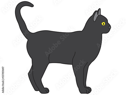 Cat in a flat design on a white background.