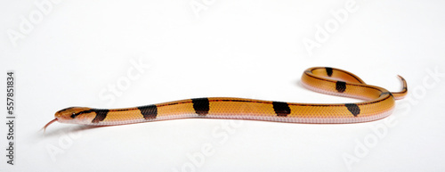 Red bamboo snake // Bambusnatter (Oreocryptophis porphyraceus vaillanti) photo