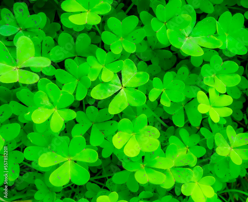 green garden clover texture closeup  forest nature background pattern of shamrock  spring fresh trefoil green ground backdrop macro