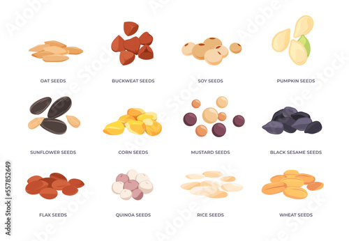 Cartoon seeds. Plant grain germination flat style, corn buckwheat flax wheat rice oats sapling agriculture seedling. Vector of grain food and plant mustard illustration