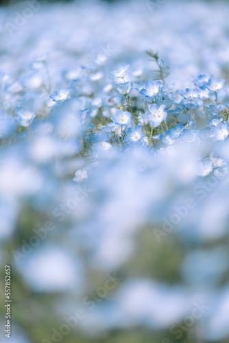 Beautiful flowers of Japan's four seasons © TomohisaHashino