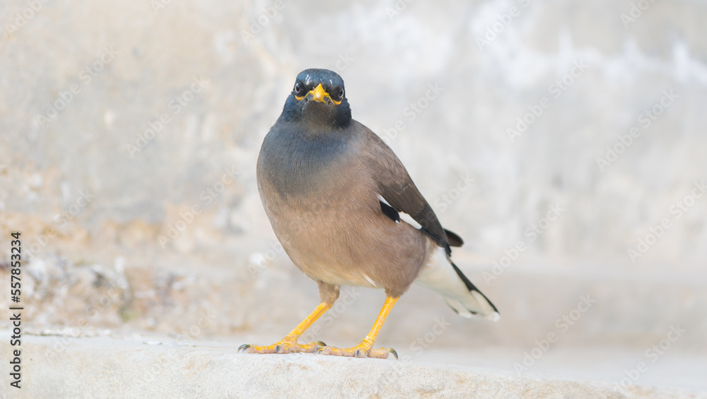 Fototapeta premium Beautiful close up of a common myna bird with blurred background and selective focus . Mynah portrait. close up image o starling.