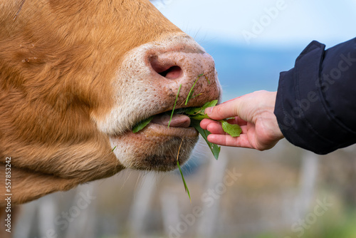 une main tendue qui donne à manger à une vache