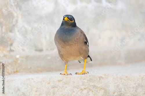 Close up image of a Myna bird sitting on ground with blurred background and selective focus. 