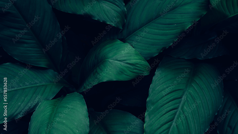 closeup nature view of tropical leaves background, dark nature concept closeup nature view of tropical leaves background, dark nature concept