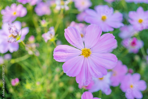 closeup nature view of cosmos flower  background. garden park and outdoor.