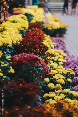 Chrysanthemum flowers © Jing