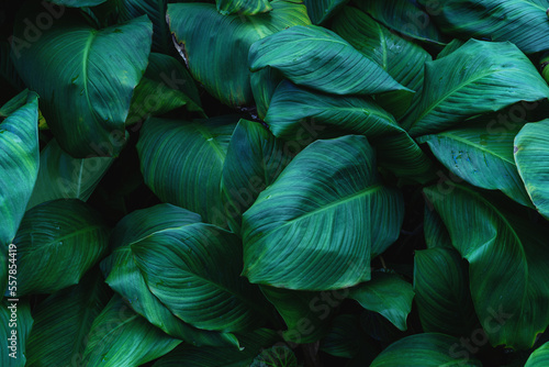 closeup nature view of tropical leaves background  dark nature concept.