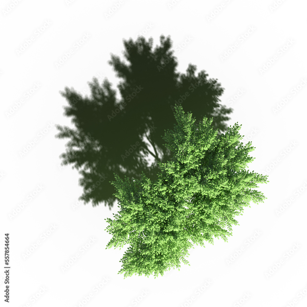 tree with a shadow under it, top view, isolated on white background, 3D illustration, cg render tree with a shadow under it, top view, isolated on white background, 3D illustration, cg render