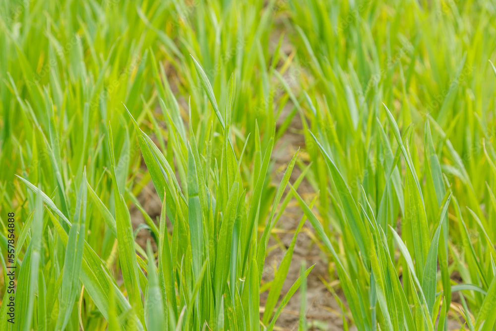 Young sprouts of wheat, close-up. Young green wheat growing in the field Young sprouts of wheat, close-up. Young green wheat growing in the field