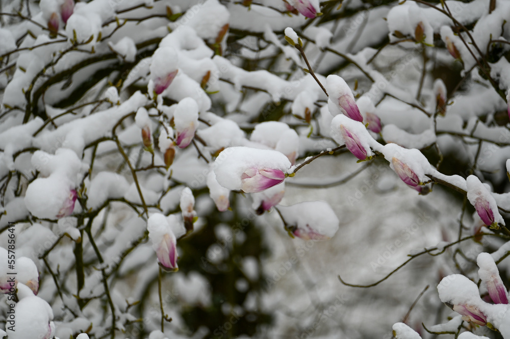 Magnolia buds with snow