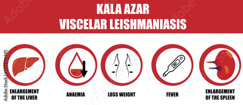 Kala azar symptoms. Viscelar leishmaniasis disease. Round icon. Black fever