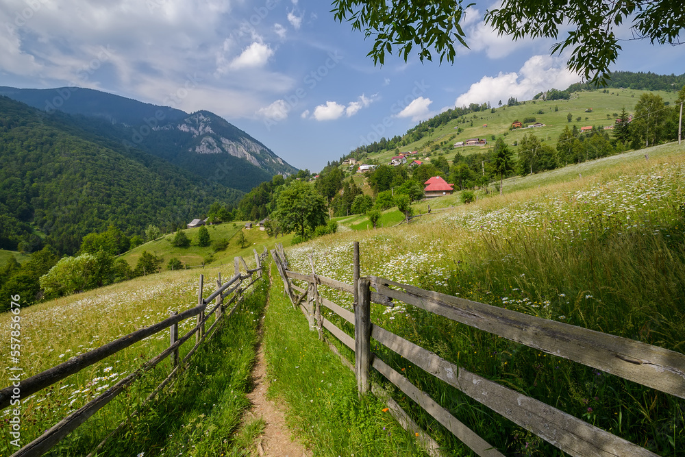 Beautiful rural hilly landscape in the spring, wooden fence along the pathway leading through the grassy hills covered with many flowers, high mountains background, sunny day, fluffy clouds, blue sky