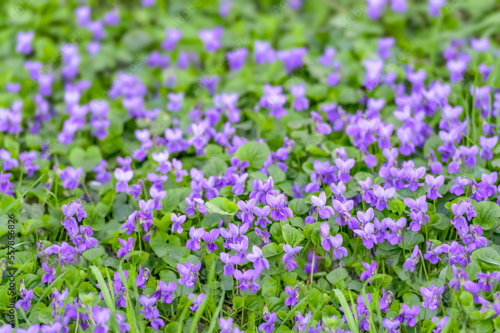 Flower bed with Common violets (Viola Odorata) flowers in bloom, traditional easter flowers, flower background, easter spring background. Close up macro photo, selective focus
